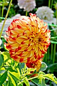 Dahlia Lady Darlene