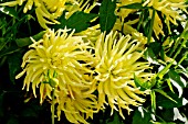 Dahlia Ferncliff Lemon Aura