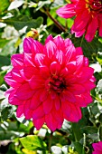 Dahlia Esmeralda