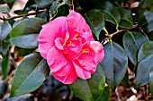 Camellia Gloire de Nantes