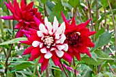 Dahlia Rebeccas World