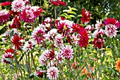 Dahlia Rebeccas World