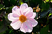 Dahlia Cory