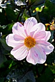 Dahlia Cory
