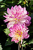 Dahlia Oriental Dream