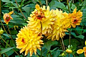 Dahlia Lelle