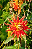 Dahlia Lucifer