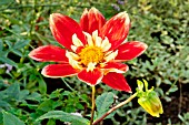 Dahlia Eos