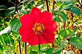 Dahlia Eole