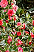 Camellia Hippolyte Thoby