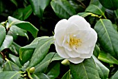 Camellia Tricolor White