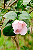 Camellia Betty Cuthbert