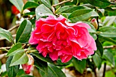 Camellia Anticipation