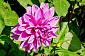 Dahlia Lilac Time