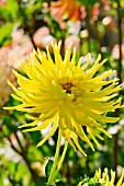 Dahlia Ferncliff Lemon Aura
