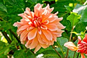 Dahlia Zolotaya Osen