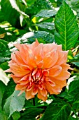 Dahlia Zolotaya Osen