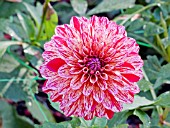 Dahlia Alcis