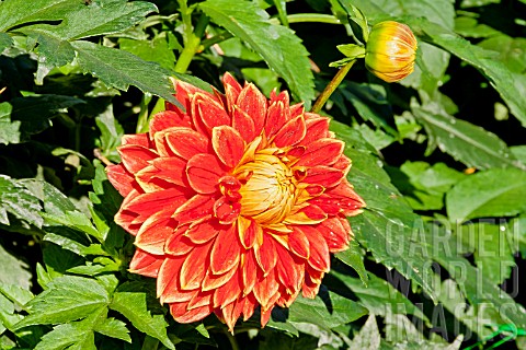 DAHLIA_DUTCH_CARNIVAL