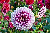 DAHLIA EDINBURGH