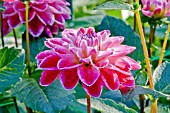 DAHLIA FANCY