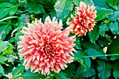DAHLIA JUUL
