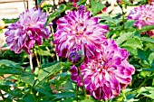 DAHLIA VALLEY PORCUPINE