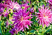DAHLIA JIL