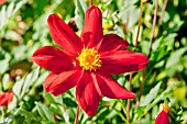 DAHLIA EOLE