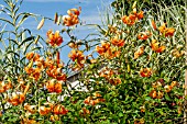 LILIUM HENRYI