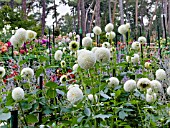 DAHLIA RYECROFT