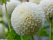 DAHLIA RYECROFT
