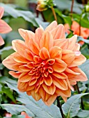 DAHLIA FAVORI