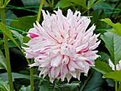 DAHLIA MICKS PEPPERMINT