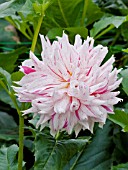 DAHLIA MICKS PEPPERMINT