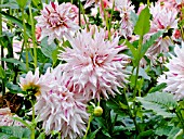 DAHLIA MICKS PEPPERMINT