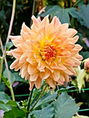 DAHLIA ALAUNA LUTETIA