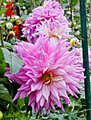 DAHLIA SIR ALFRED RAMSEY