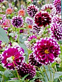 DAHLIA EDINBURGH