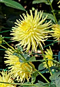 DAHLIA FERNCLIFF LEMON AURA