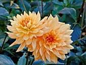 DAHLIA FLORANGE