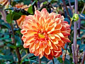 DAHLIA FLORANGE