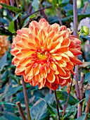 DAHLIA FLORANGE