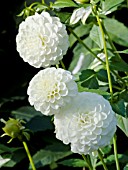 DAHLIA WHITE ASTER