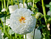 DAHLIA WHITE ASTER
