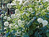 DAHLIA WHITE ASTER