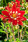 DAHLIA EOS