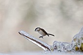 Marsh tit (Poecile palustris)