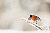 Bullfinch (Pyrrhula pyrrhula)