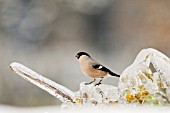 Bullfinch (Pyrrhula pyrrhula)